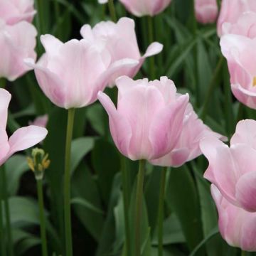 Tulipe Triumph Bright Pink Lady - Triumphtulp
