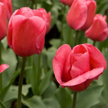 Tulipa Triumph Carola - Triumphtulp