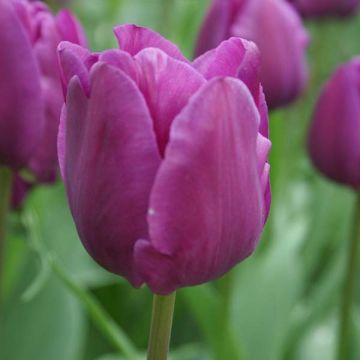 Tulipa Triumph Negrita - Triumphtulp