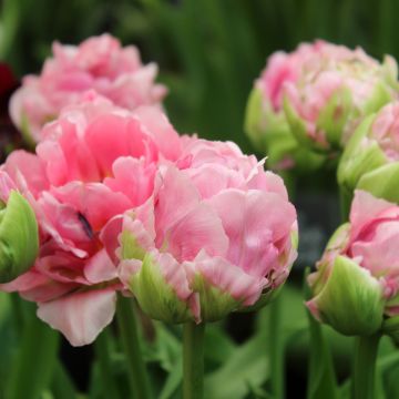 Tulipa Double Arosa - Dubbele late tulp