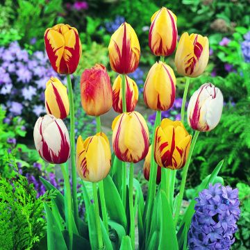 Tulpen Rembrandt Mix