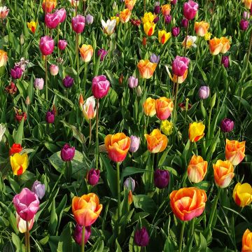 Vroege enkele tulpen Mix
