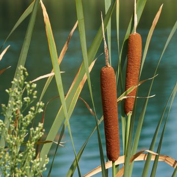 Typha latifolia - Grote lisdodde