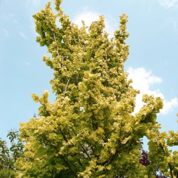 Ulmus x hollandica Wredei - Hollandse iep