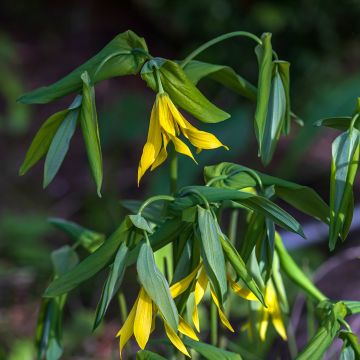 Uvularia grandiflora - Feestklokje