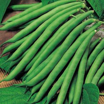 Zaden van Slaboon 'Safari'