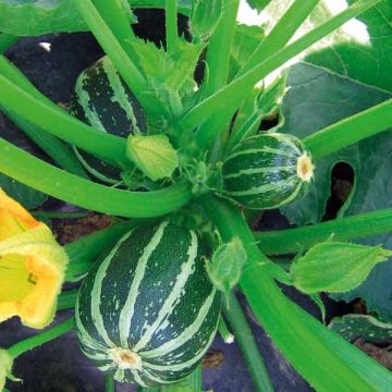 Courgette Picolo F1 (zaad)