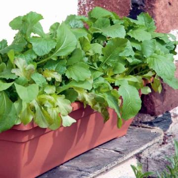 Italiaanse slamix (zaad)