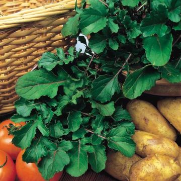 Rucola - Eruca sativa (zaad)