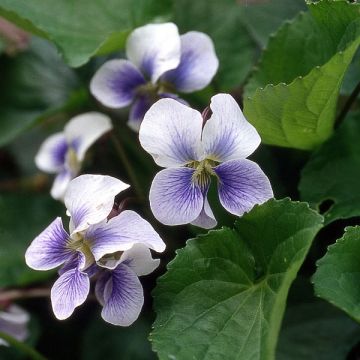 Viola sororia Priceana - Zusterviooltje overblijvend