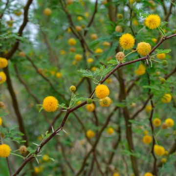 Vachellia farnesiana - Kassiaboom