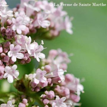 Echte valeriaan Ferme de Sainte Marthe - Valeriana officinalis