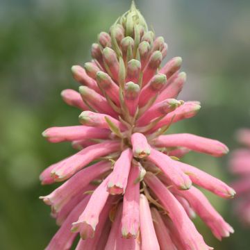 Veltheimia bracteata - Wintervuurpijl