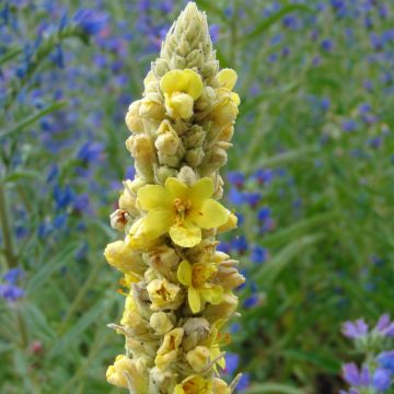 Verbascum thapsus - Koningskaars