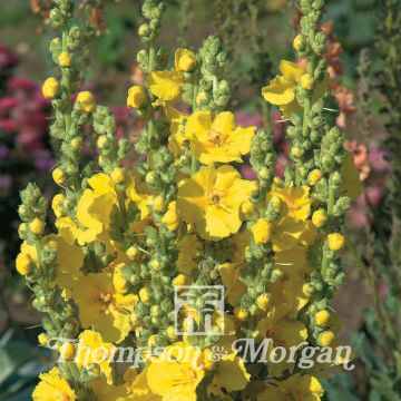 Verbascum Banana Custard (zaad) - Toorts
