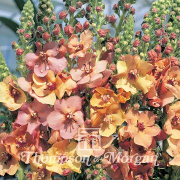 Verbascum Copper Rose F1 Hybrid (zaad) - Toorts