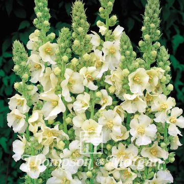 Verbascum Snow Maiden (zaad) - Toorts