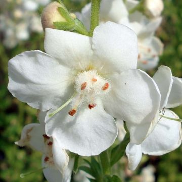 Verbascum x chaixii White Domino - Toorts
