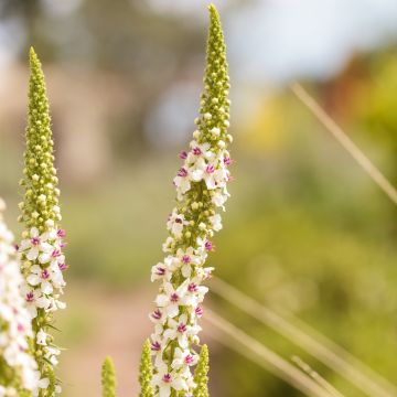 Verbascum chaixii Album (zaad) - Toorts