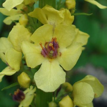 Verbascum Cotswold Queen - Toorts