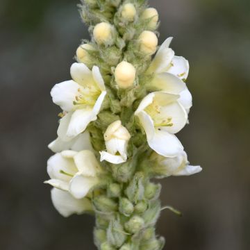 Verbascum phlomoides Spica - Keizerskaars