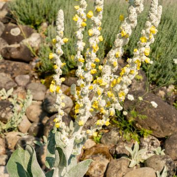 Verbascum bombyciferum Silver Lining (zaad) - Toorts