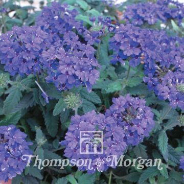 Verbena Blue Lagoon (zaad) - Hangverbena
