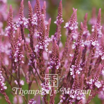 Verbena hastata Pink Spires (zaad) - Blauwe verbena