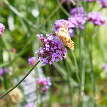 Verbena bonariensis Lollipop - Reuzenverbena