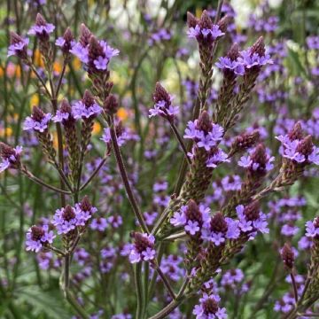 Verbena Lavender Spires - Hangverbena