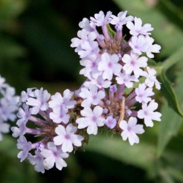 Verbena rigida Polaris - Ijzerhard
