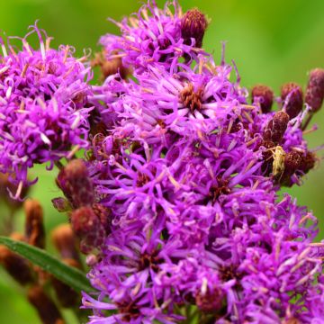 Vernonia fasciculata - Ijzerkruid