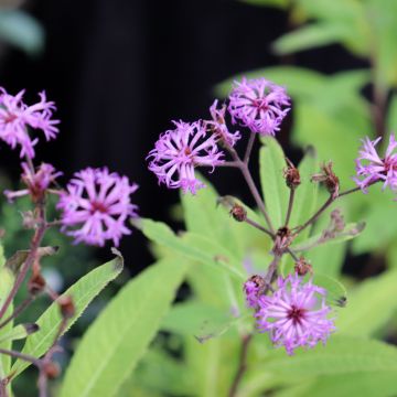 Vernonia missurica - Ijzerkruid
