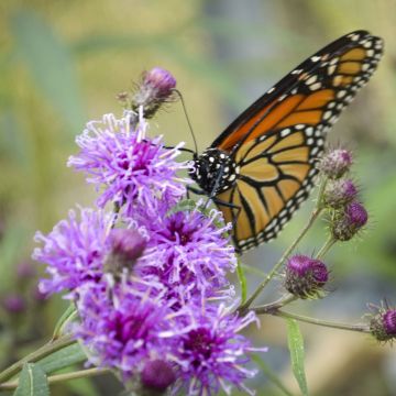 Vernonia noveboracensis - Ijzerkruid