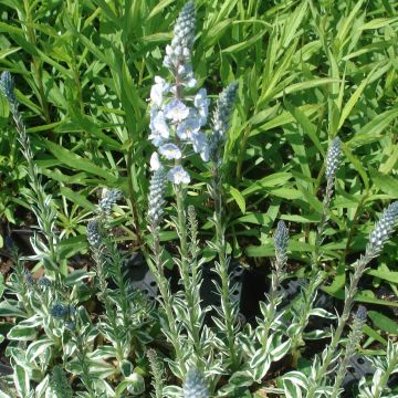Veronica gentianoides Variegata - Gentiaan-ereprijs