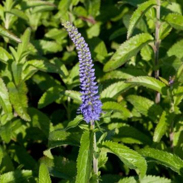 Veronica longifolia Blauriesin - Lange ereprijs