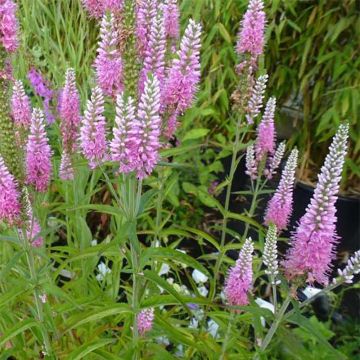 Veronica longifolia Candied Candle - Lange ereprijs