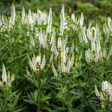Veronica longifolia First Lady - Lange ereprijs