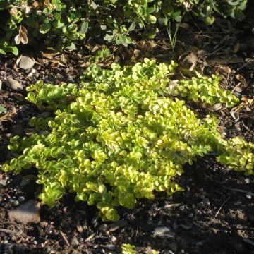 Veronica repens Sunshine - Kruipende ereprijs