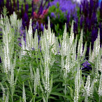 Veronica spicata Alba - Aar-ereprijs