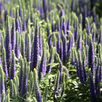 Veronica spicata Blue Candles - Aar-ereprijs