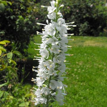 Veronica spicata Icicle - Aar-ereprijs