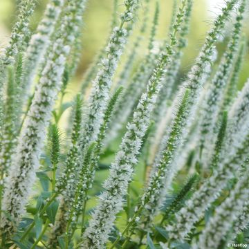 Veronica spicata Snow Candles - Aar-ereprijs