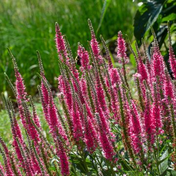 Veronica spicata Younique Baby Red - Aar-ereprijs