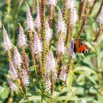 Veronicastrum virginicum Challenger - Virginische ereprijs