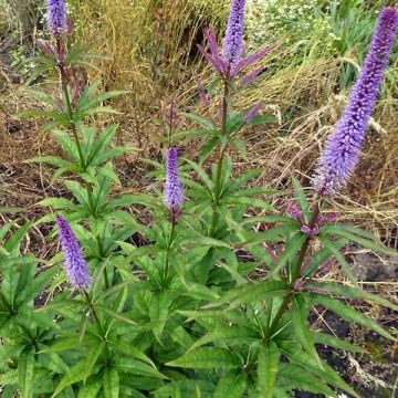 Veronicastrum virginicum Cupid - Virginische ereprijs