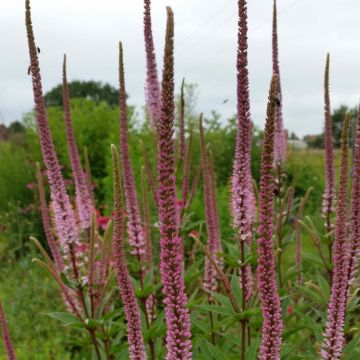 Veronicastrum virginicum Erika - Virginische ereprijs