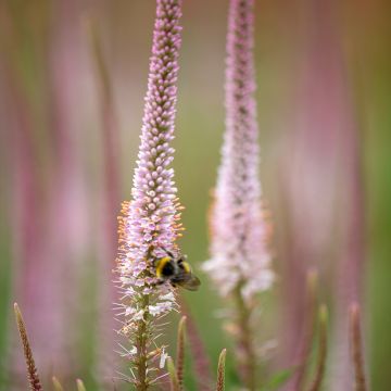 Veronicastrum virginicum Kleine Erika - Virginische ereprijs