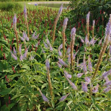 Veronicastrum virginicum Temptation - Virginische ereprijs