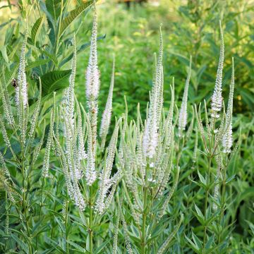 Veronicastrum virginicum var. album - Virginische ereprijs